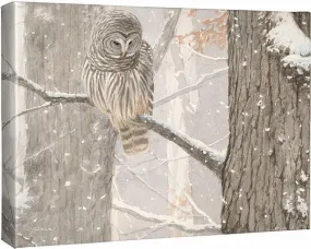 First of December—Barred Owl