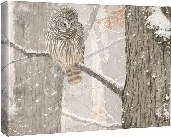 First of December—Barred Owl